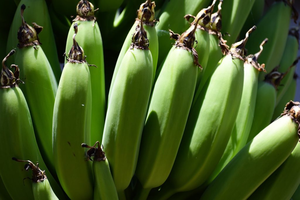 banana, unripe, fruit-5217924.jpg